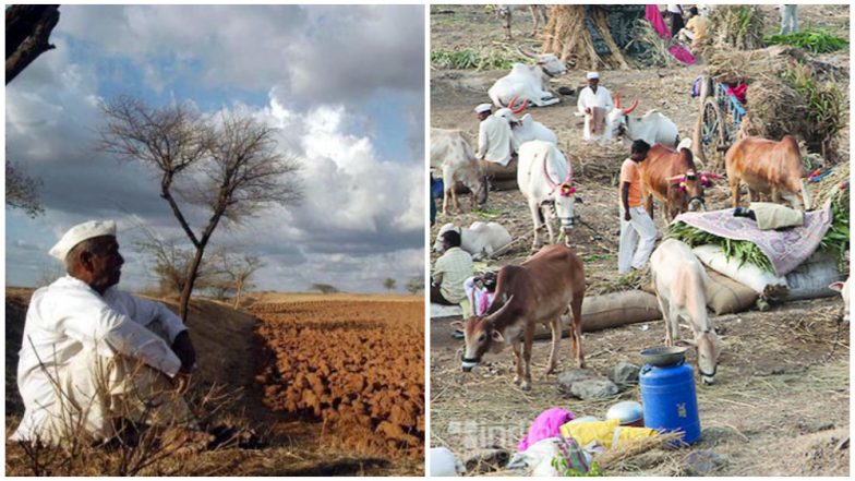 दुष्काळ: राज्य सरकार सरसकट चारा छावण्या उभारणार नाही, शेतकऱ्यांच्या बँक खात्यावर पैसे जमा करु : महादेव जानकर