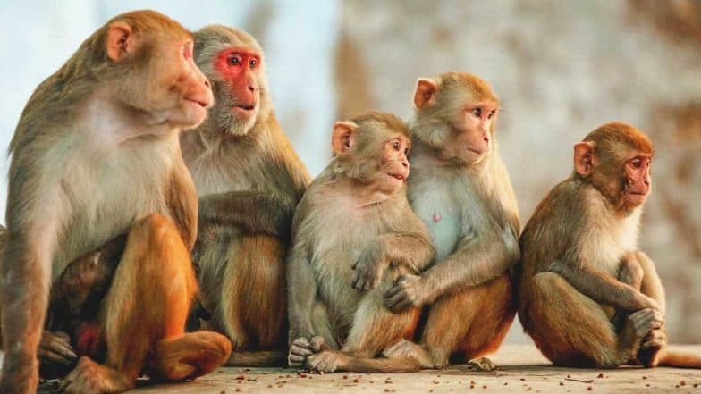 अमरावती: वाई परिसरात आठ दिवसात 16 माकडांचा पाण्याअभावी मृत्यू अमरावती: वाई परिसरात आठ दिवसात 16 माकडांचा पाण्याअभावी मृत्यू