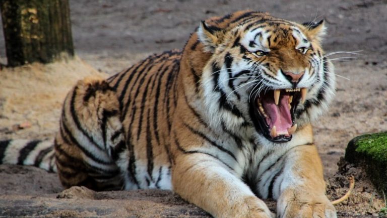 International Tiger Day: आंतरराष्ट्रीय वाघ दिनानिमित्ताने मुख्यमंत्री उद्धव ठाकरेंनी शेअर केली त्यांनी टिपलेली चित्रे