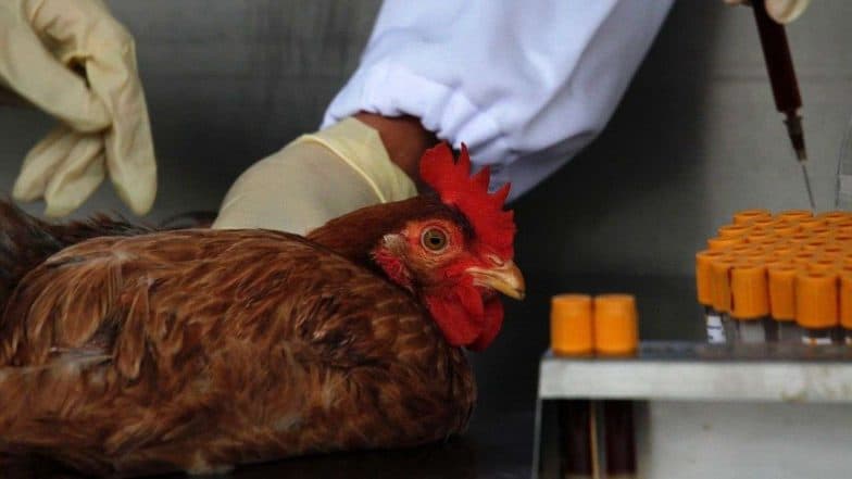 सावधान! Bird Flu परसतोय, 'ही' आहेत लक्षणे आणि कारणे सावधान! Bird Flu परसतोय, 'ही' आहेत लक्षणे आणि कारणे