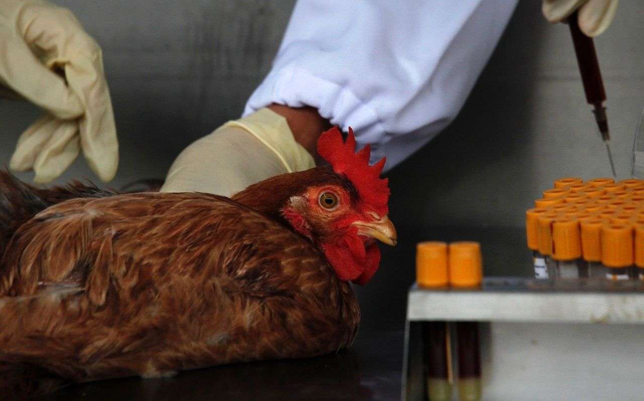 सावधान! Bird Flu परसतोय, 'ही' आहेत लक्षणे आणि कारणे