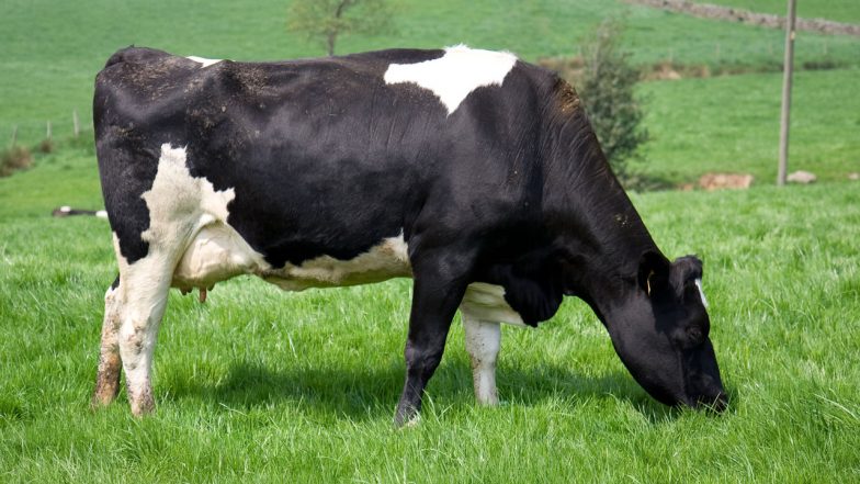 भयंकर! तीन महिन्याच्या गर्भवती गाईसोबत बलात्कार