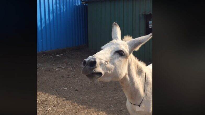Viral Video: गाणारी गाढवीन तुम्ही कधी पाहिली आहे का? Viral Video: गाणारी गाढवीन तुम्ही कधी पाहिली आहे का?