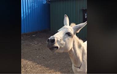 Viral Video: गाणारी गाढवीन तुम्ही कधी पाहिली आहे का?