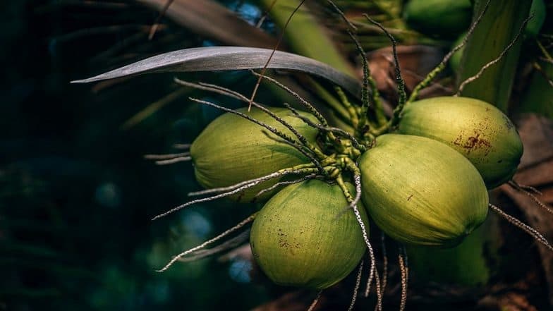 Coconut Water Benefits : नारळपाणी पिण्याचे हे आश्चर्यकारक फायदे तुम्हास माहित आहेत ? Coconut Water Benefits : नारळपाणी पिण्याचे हे आश्चर्यकारक फायदे तुम्हास माहित आहेत ?