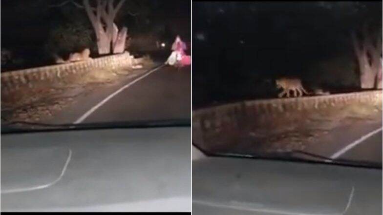 viral Video : औरंगाबादच्या खुलताबाद घाटात जेव्हा गाडी समोर बिबट्या आला viral Video : औरंगाबादच्या खुलताबाद घाटात जेव्हा गाडी समोर बिबट्या आला