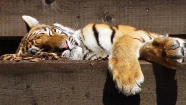 अमरावती: वाघांच्या मृत्यूचं सत्र सुरूच, चिखलदरा परिसरामध्ये मृतावस्थेत आढळला वाघ