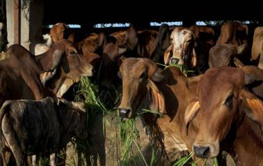 Cow Dung Therapy: काय सांगता? Covid-19 पासून दूर राहण्यासाठी शेणाने व गोमुत्राने अंघोळ; डॉक्टरांनी वर्तवला Mucormycosis संसर्गाचा धोका (Watch Video)