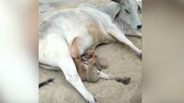 Viral Video: अपघात आई गमावलेल्या चार कुत्र्यांच्या पिल्लांची भूक गाईच्या दूधाने भागवली, व्हिडिओ सोशल मीडियात व्हायरल