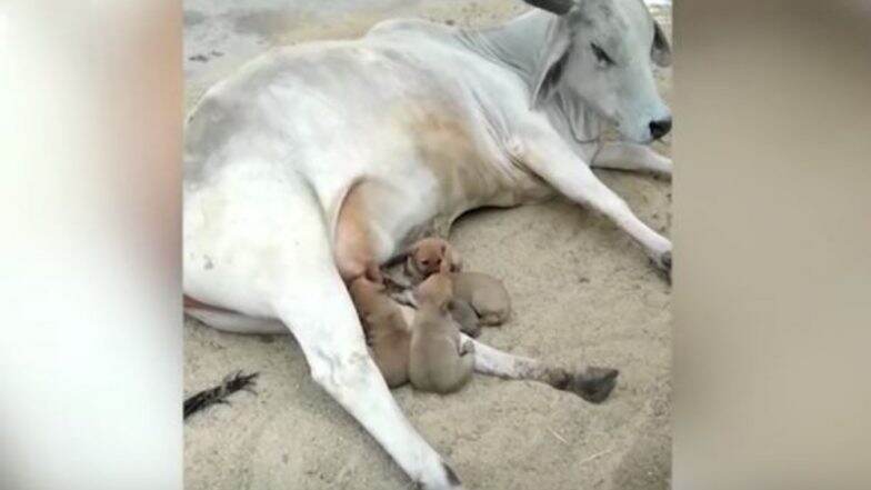Viral Video: अपघात आई गमावलेल्या चार कुत्र्यांच्या पिल्लांची भूक गाईच्या दूधाने भागवली, व्हिडिओ सोशल मीडियात व्हायरल Viral Video: अपघात आई गमावलेल्या चार कुत्र्यांच्या पिल्लांची भूक गाईच्या दूधाने भागवली, व्हिडिओ सोशल मीडियात व्हायरल
