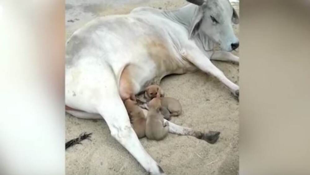 Viral Video: अपघात आई गमावलेल्या चार कुत्र्यांच्या पिल्लांची भूक गाईच्या दूधाने भागवली, व्हिडिओ सोशल मीडियात व्हायरल Viral Video: अपघात आई गमावलेल्या चार कुत्र्यांच्या पिल्लांची भूक गाईच्या दूधाने भागवली, व्हिडिओ सोशल मीडियात व्हायरल