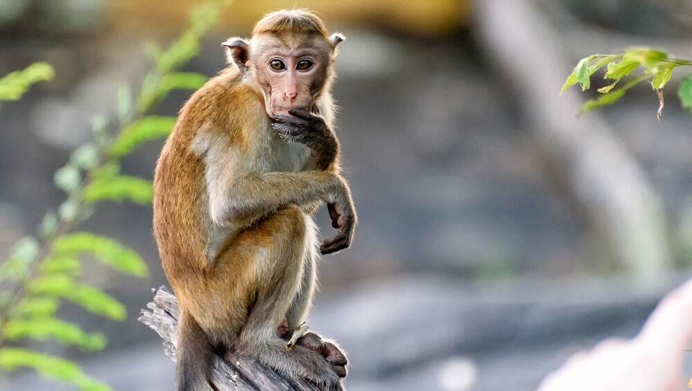 पुन्हा डोके वर काढतोय 'मंकी फिव्हर'; जाणून घ्या या रोगाबद्दल काही महत्वाच्या गोष्टी पुन्हा डोके वर काढतोय 'मंकी फिव्हर'; जाणून घ्या या रोगाबद्दल काही महत्वाच्या गोष्टी