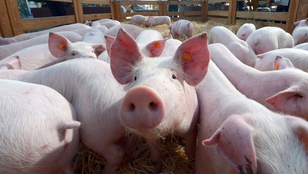 चीन येथे Swine Fever आकडा शंभरीवर, 8 लाख डुक्करांची सरकारकडून कत्तल चीन येथे Swine Fever आकडा शंभरीवर, 8 लाख डुक्करांची सरकारकडून कत्तल