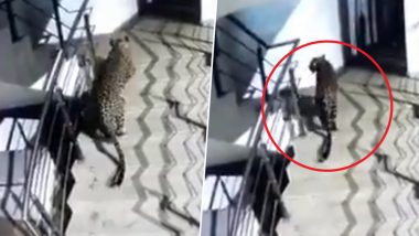 Leopard spotted in Thane: ठाण्यात कोरम मॉल नजीक परिसरात  बिबट्या फिरत असल्याच्या बातमीने स्थानिकांमध्ये दहशत, वन विभागाकडून शोध सुरू (Video)