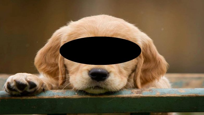 कुत्र्याच्या पिल्लावर बलात्कार; CCTV फुटेज मिळूनही पोलिसांची साक्षीदार महिलेकडे घटनेबाबत सविस्तर माहितीची मागणी