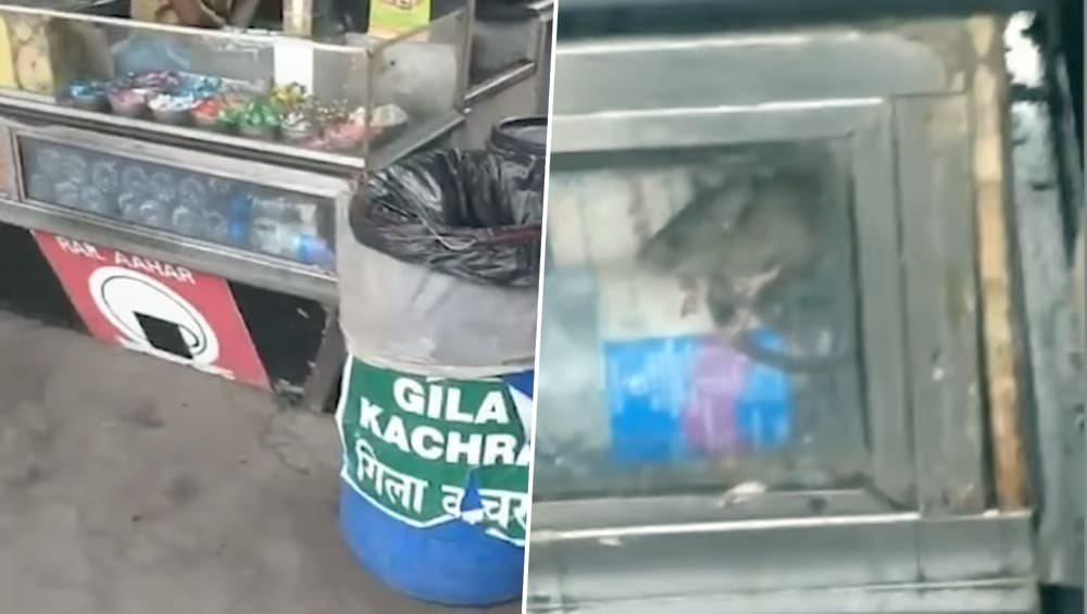 वांद्रे येथे रेल्वे फलाटावरील अन्नपदार्थात उंदिर, दुकान चालकाला 10 हजार रुपये दंड (Watch Video) वांद्रे येथे रेल्वे फलाटावरील अन्नपदार्थात उंदिर, दुकान चालकाला 10 हजार रुपये दंड (Watch Video)