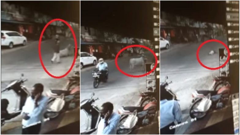 CCTV Footage Video: मोकाट वळूच्या धडकेत 79 वृद्ध जागीच ठार, पिंपरी चिंचवड येथील घटना