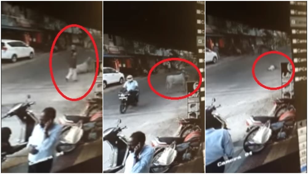 CCTV Footage Video: मोकाट वळूच्या धडकेत 79 वृद्ध जागीच ठार, पिंपरी चिंचवड येथील घटना CCTV Footage Video: मोकाट वळूच्या धडकेत 79 वृद्ध जागीच ठार, पिंपरी चिंचवड येथील घटना