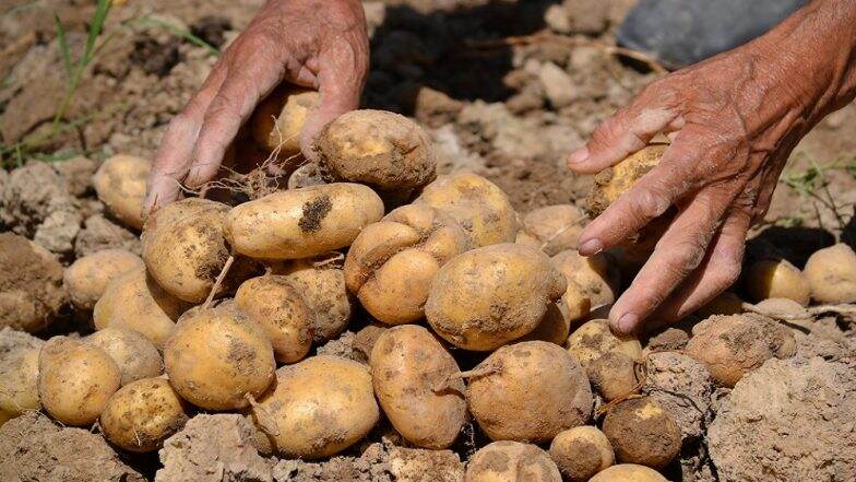 गुजरात मध्ये चार शेतकऱ्यांवर दीड कोटींचं संकट, Pepsico ने केला अवैध लागवडीचा आरोप गुजरात मध्ये चार शेतकऱ्यांवर दीड कोटींचं संकट, Pepsico ने केला अवैध लागवडीचा आरोप