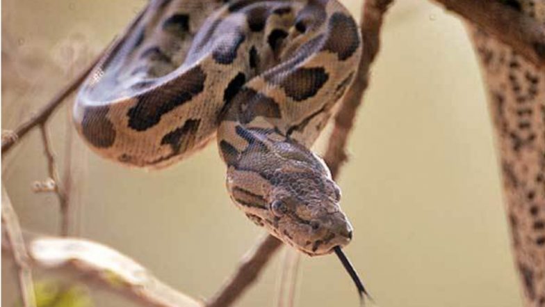 Himachal Pradesh: जमावाने मारहाण करीत मादा अजगराला ठार मारले; पोस्टमार्टममध्ये पोटात आढळली 49 लहान आकाराची अंडी, 5 जणांवर गुन्हा दाखल 