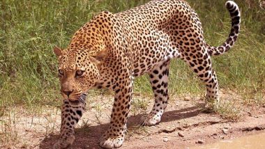 Leopard Attacks: उत्तराखंडात बिबट्याच्या हल्ल्यात 10 वर्षीय मुलाचा मृत्यू