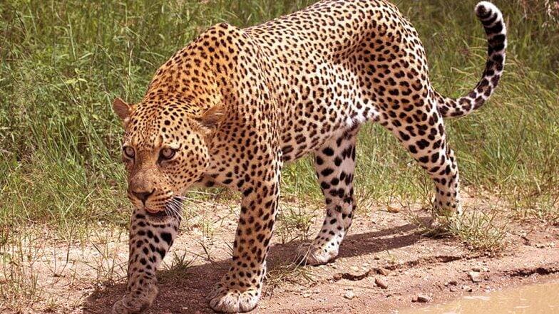 पुणे: 18 महिन्याच्या बाळाला वाचवण्यासाठी आईने केला बिबट्याशी सामना पुणे: 18 महिन्याच्या बाळाला वाचवण्यासाठी आईने केला बिबट्याशी सामना