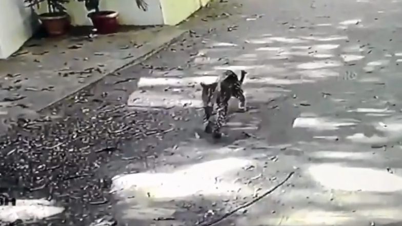 मुंबई: मरोळ येथील Woodland Crest सोसायटीत बिबट्या शिरल्याने खळबळ (Watch Video)