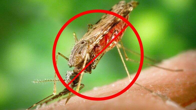 World Malaria Day 2019: मलेरिया रोगाची लक्षणे, उपाय आणि सुरक्षितता World Malaria Day 2019: मलेरिया रोगाची लक्षणे, उपाय आणि सुरक्षितता
