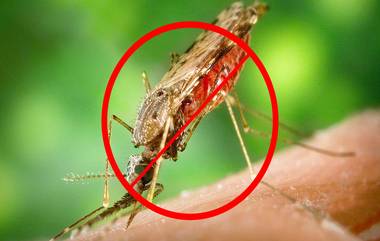 World Malaria Day 2019: मलेरिया रोगाची लक्षणे, उपाय आणि सुरक्षितता