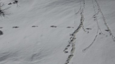 Yeti Footprints: हिममानव 'यती'च्या पावलांचे ठसे  मेकालू बेस कॅम्प जवळ आढळल्याचा भारतीय सैन्याचा दावा