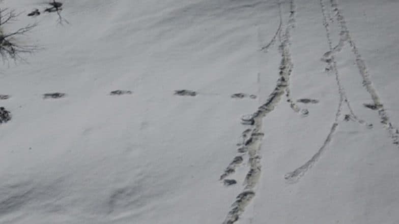 Yeti Footprints: हिममानव 'यती'च्या पावलांचे ठसे मेकालू बेस कॅम्प जवळ आढळल्याचा भारतीय सैन्याचा दावा Yeti Footprints: हिममानव 'यती'च्या पावलांचे ठसे मेकालू बेस कॅम्प जवळ आढळल्याचा भारतीय सैन्याचा दावा