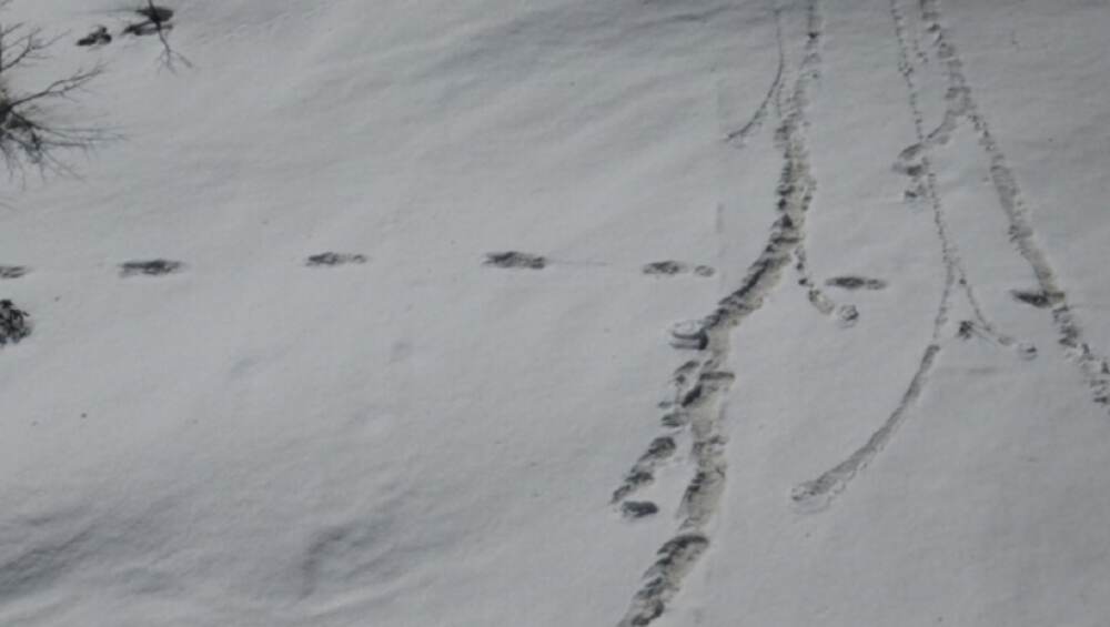 Yeti Footprints: हिममानव 'यती'च्या पावलांचे ठसे मेकालू बेस कॅम्प जवळ आढळल्याचा भारतीय सैन्याचा दावा Yeti Footprints: हिममानव 'यती'च्या पावलांचे ठसे मेकालू बेस कॅम्प जवळ आढळल्याचा भारतीय सैन्याचा दावा