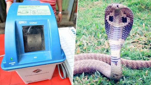 VVPAT मशीनमधून निघाला भलादांडगा साप, मतदान ठप्प; केरळ राज्यातील Kannur मतदारसंघातील घटना VVPAT मशीनमधून निघाला भलादांडगा साप, मतदान ठप्प; केरळ राज्यातील Kannur मतदारसंघातील घटना