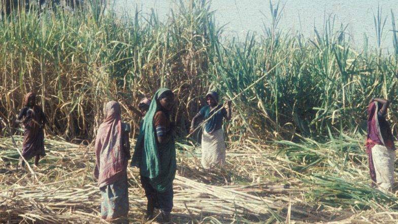 दुष्काळग्रस्त बीड मधील धक्कादायक वास्तव! अनेकींना घ्यावा लागला 'गर्भाशय' काढून टाकण्याचा निर्णय दुष्काळग्रस्त बीड मधील धक्कादायक वास्तव! अनेकींना घ्यावा लागला 'गर्भाशय' काढून टाकण्याचा निर्णय