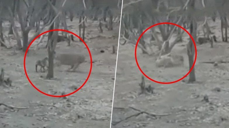 हिंमत असेल तर काहीही शक्य! गीरच्या जंगलात कुत्र्याने घेतला सिंहाशी पंगा, (Watch Video) हिंमत असेल तर काहीही शक्य! गीरच्या जंगलात कुत्र्याने घेतला सिंहाशी पंगा, (Watch Video)