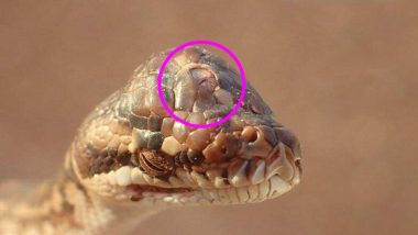 ऑस्ट्रेलियात सापाडला तीन डोळ्यांचा साप