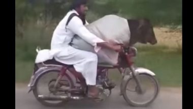 पाकिस्तानमध्ये असाही जुगाड: चक्क गायीला बाईकवर पुढे बसवून केला प्रवास; पहा व्हिडिओ