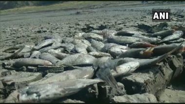 गोदावरी नदीचे पाणी आटल्यामुळे हजारोंच्या संख्यने माशांचा मृत्यू