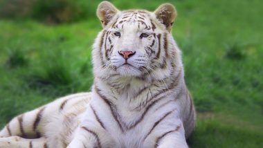 बोरिवली: संजय गांधी नॅशनल पार्कमधील 'बाजीराव' या सफेद वाघाचा मृत्यू