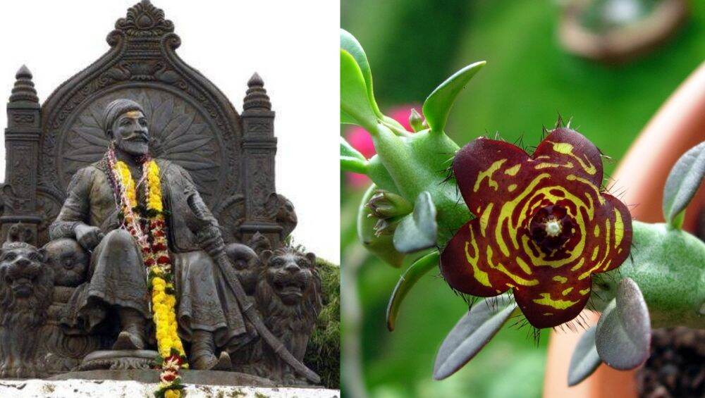शिवनेरी गडावर पहिल्यांदा सापडलेल्या Frerea या दुर्मिळ वनस्पतीचं नामकरण लवकरच 'शिव सुमन' शिवनेरी गडावर पहिल्यांदा सापडलेल्या Frerea या दुर्मिळ वनस्पतीचं नामकरण लवकरच 'शिव सुमन'