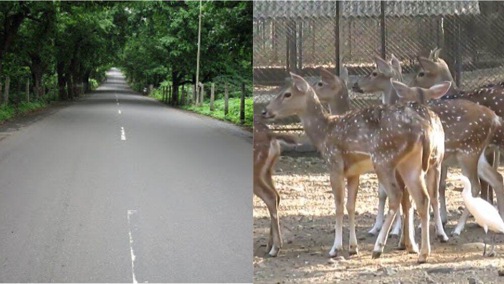 आरे वसाहतीत सुरु होणार नवी 'राणीची बाग' आरे वसाहतीत सुरु होणार नवी 'राणीची बाग'