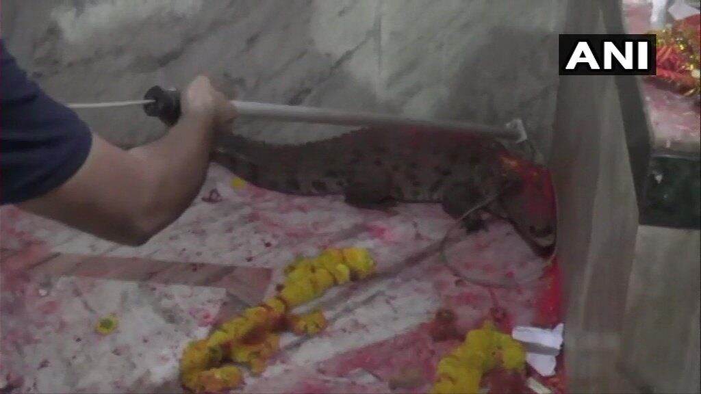 गुजरात: मंदिरात शिरलेल्या मगरीची भाविकांकडून पूजा, वनाधिकाऱ्यांनी केली सुटका गुजरात: मंदिरात शिरलेल्या मगरीची भाविकांकडून पूजा, वनाधिकाऱ्यांनी केली सुटका