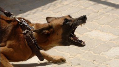 Nagpur: नागपूर येथील पाळीव कुत्र्याचे कृत्य मालक महिलेस पडले भारी; 6 महिने तुरुंगवासाच्या शिक्षेसह 50 हजारांचा भरावा लागला दंड