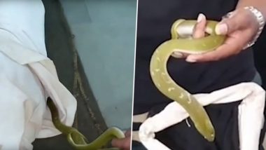 अहमदनगर: हॉस्पिटलमध्ये रूग्णाच्या शर्टात विषारी साप; सर्पमित्रांच्या शक्कलीने सापाची सुरक्षित सुटका करून वाचवले प्राण (Watch Video)