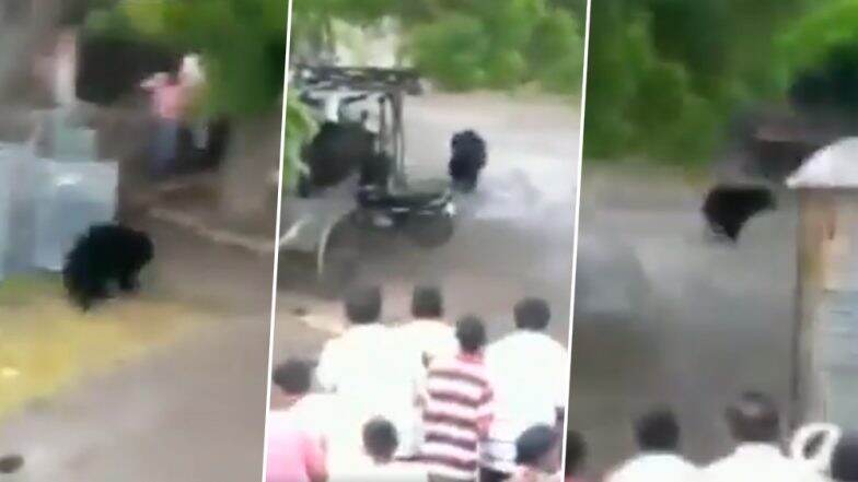 जंगलातलं अस्वल गावात पाहून बुलढाणा मध्ये उडाली गावकर्यांची घाबरगुंडी! (Watch Video) जंगलातलं अस्वल गावात पाहून बुलढाणा मध्ये उडाली गावकर्यांची घाबरगुंडी! (Watch Video)