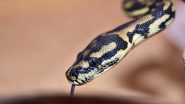 Snake Bite: ज्योतिषाच्या सांगण्यावरून सापासमोर ठेवली जीभ; नागराजने दंश केल्यानंतर गमावली वाणी, Tamil Nadu मधील धक्कादायक घटना