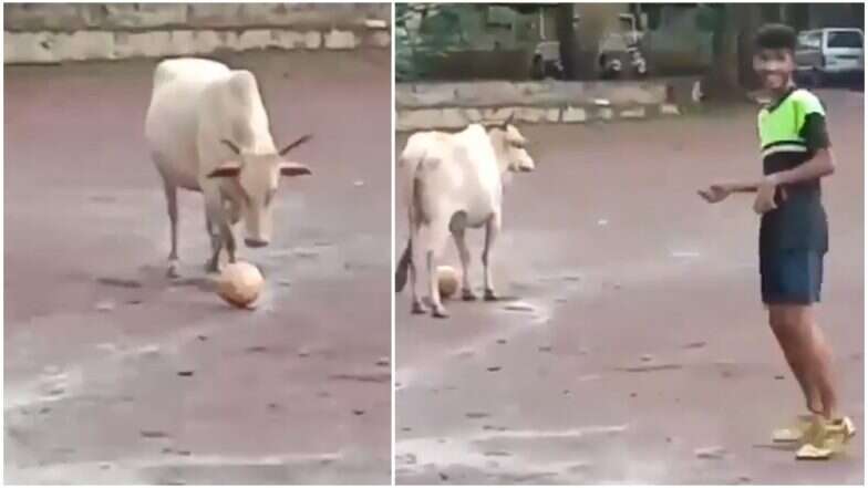 अन् गाय मुलांसोबत फुटबॉल खेळू लागली! (Viral Video) अन् गाय मुलांसोबत फुटबॉल खेळू लागली! (Viral Video)
