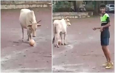 अन् गाय मुलांसोबत फुटबॉल खेळू लागली! (Viral Video)