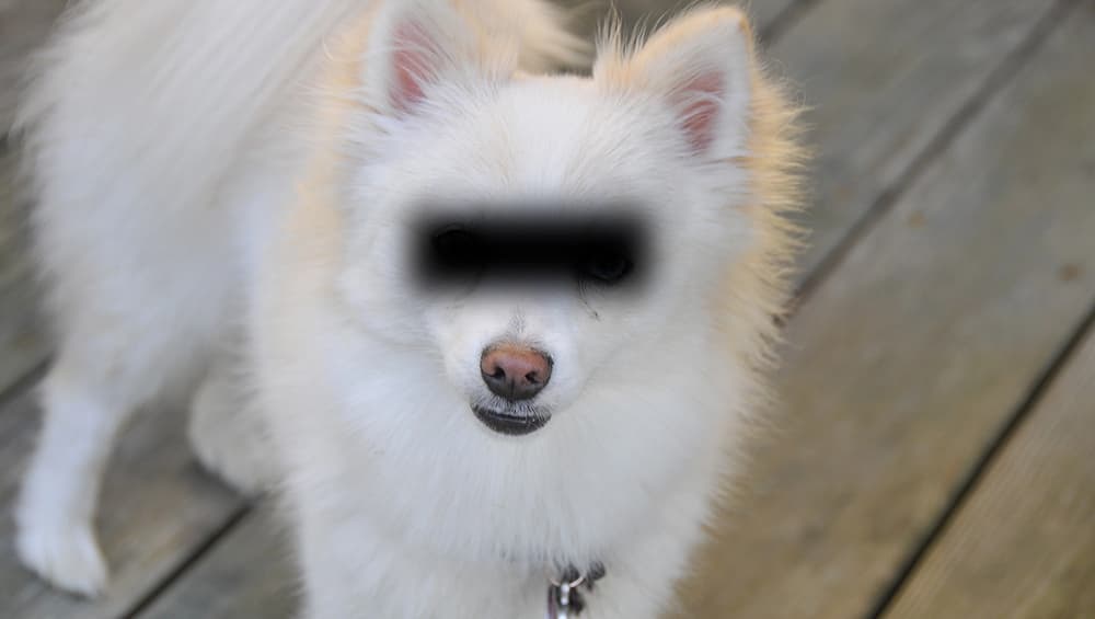 Pomeranian कुत्रीवर सामूहिक बलात्कार, तीन पुरुषांना अटक; Female Dog च्या अंगावर जखमा, प्रकृती गंभीर Pomeranian कुत्रीवर सामूहिक बलात्कार, तीन पुरुषांना अटक; Female Dog च्या अंगावर जखमा, प्रकृती गंभीर