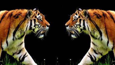 International Tiger Day 2019: का साजरा करतात वाघ दिन? जगापुढे भारताचा आदर्श; घ्या जाणून